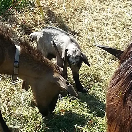La Pippola De' Cerchi