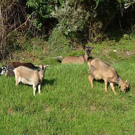 Alloggio per agriturismo La Pippola De' Cerchi Fosdinovo
